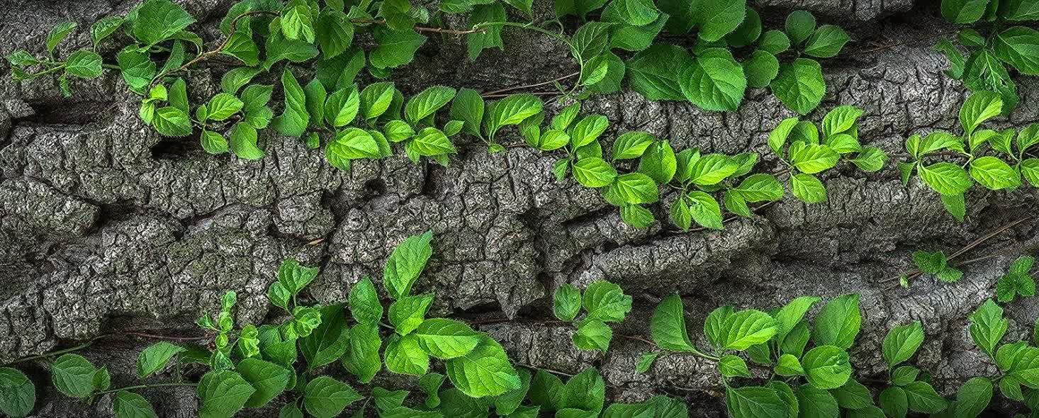 Life Cycle Assessment