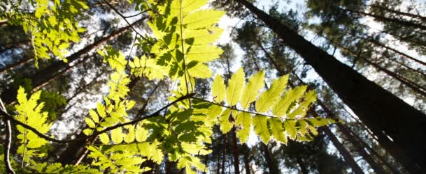 Commitment and Sustainability